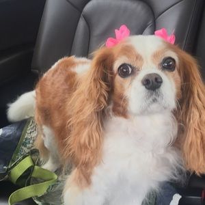 Meet your Posher, Brooke